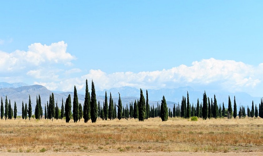 Cypress Forest Near Podgorica